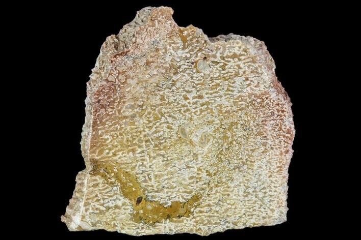 2" Polished Dinosaur Bone (Gembone) Section - Morocco